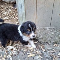Chiot berger australien lof #0
