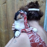 Chiot berger australien lof #3