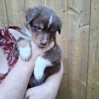 Chiot berger australien lof #4
