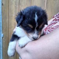 Chiot berger australien lof #6