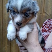 Chiot berger australien lof #8