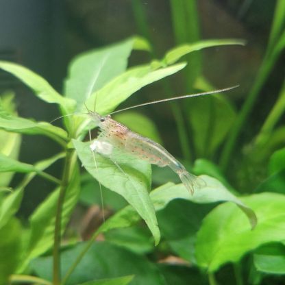 Crevettes amano 🦐 #0