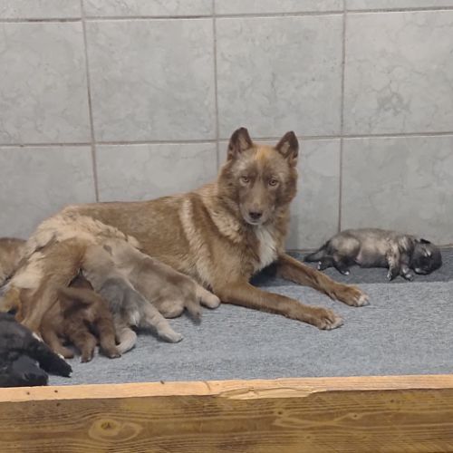 Chiots chien loup #1