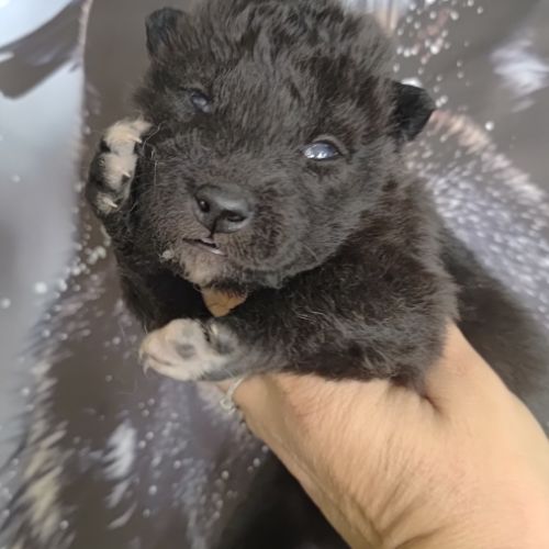 Chiots chien loup #2