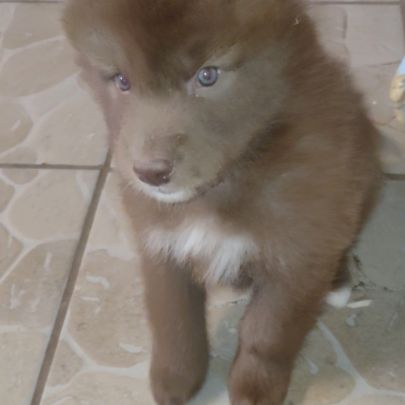 Chiots chien loup #7