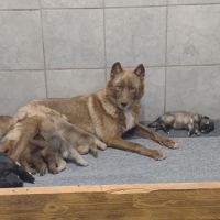 Chiots chien loup #1
