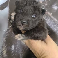 Chiots chien loup #2