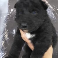 Chiots chien loup #3