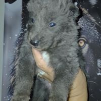 Chiots chien loup #4