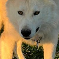 Chiots chien loup #5