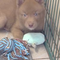 Chiots chien loup