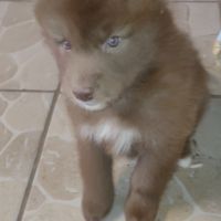 Chiots chien loup #7