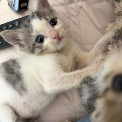 Petit prince, adorable chaton à l'adoption #1
