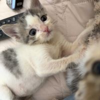 Petit prince, adorable chaton à l'adoption #1