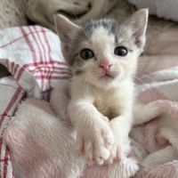 Petit prince, adorable chaton à l'adoption