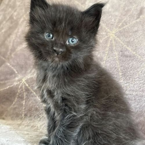Chatons maine coon à réserver #0