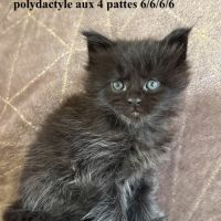 Chatons maine coon à réserver #1