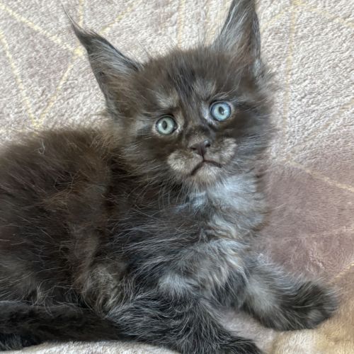 À réserver chaton maine coon #1