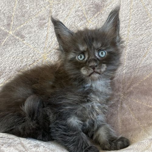 À réserver chaton maine coon #0