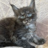 À réserver chaton maine coon #1