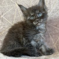 À réserver chaton maine coon #2