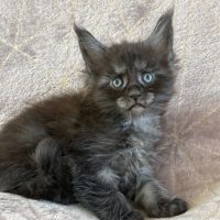 À réserver chaton maine coon