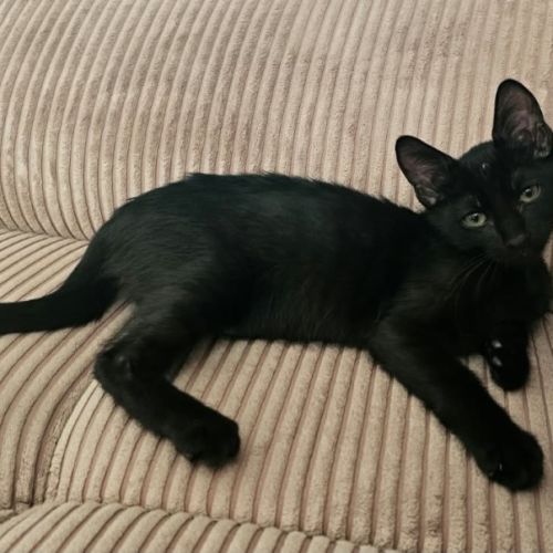 Grover, adorable chaton à l'adoption #1