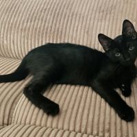 Grover, adorable chaton à l'adoption #1
