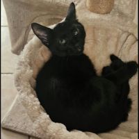 Grover, adorable chaton à l'adoption #2