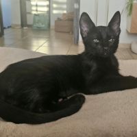 Grover, adorable chaton à l'adoption #3