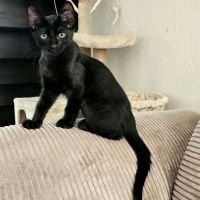 Grover, adorable chaton à l'adoption