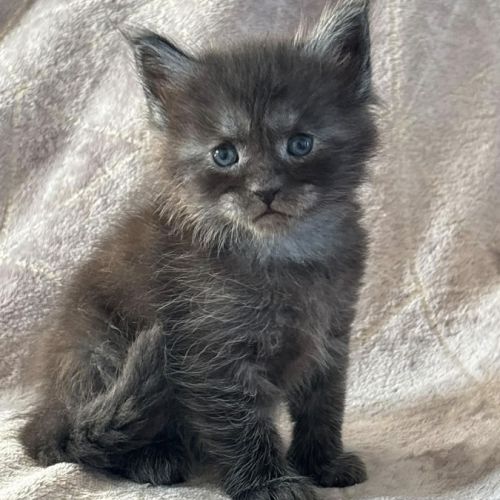 Superbes chatons maine coon #0