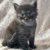 Superbes chatons maine coon