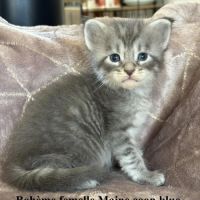 Superbes chatons maine coon #2
