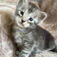 Superbes chatons maine coon #3