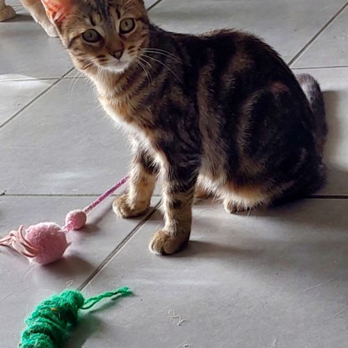 Jinette, adorable chaton à l'adoption #1