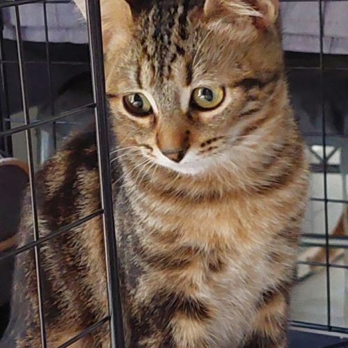 Jinette, adorable chaton à l'adoption #3