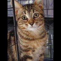 Jinette, adorable chaton à l'adoption