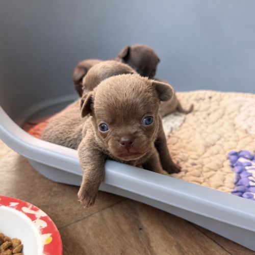 Chihuahua mâles