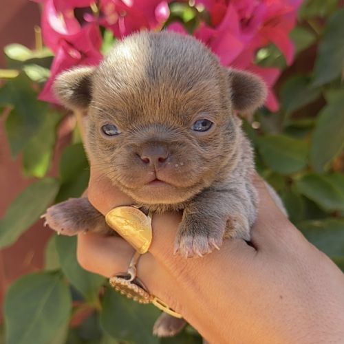Chihuahua mâles #2