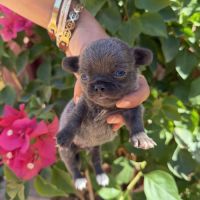 Chihuahua mâles #3