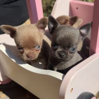 Chihuahua mâles