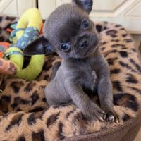 Chihuahua mâles
