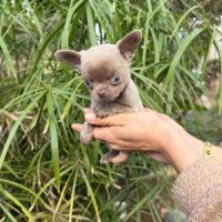 Chihuahua mâles