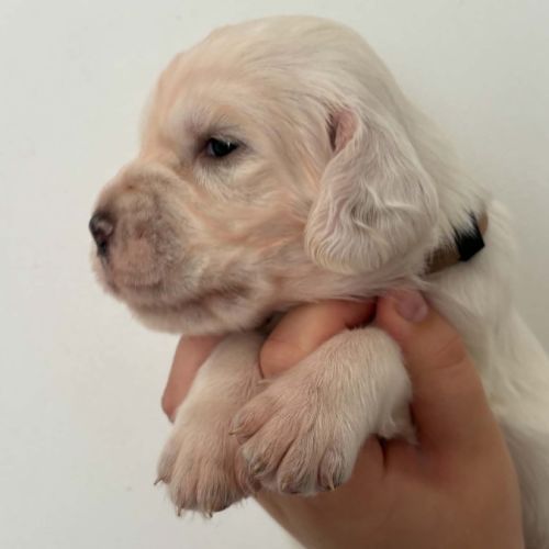 Chiots setters anglais #3