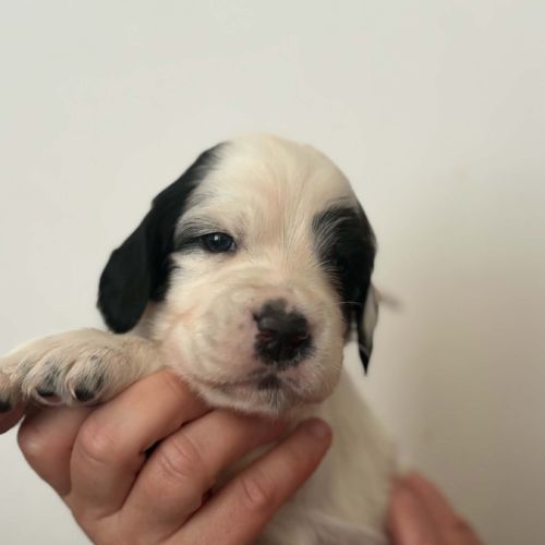 Chiots setters anglais #4