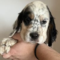 Chiots setters anglais lof à vendre