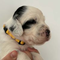 Chiots setters anglais #1