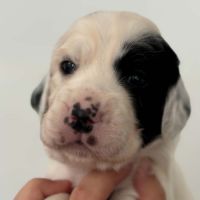 Chiots setters anglais #0