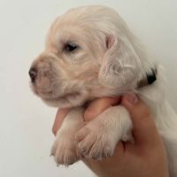 Chiots setters anglais #3